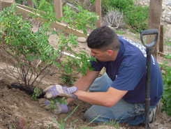 New Plants | Lawn Maintenance in Avon, MA New Plants | Lawn Maintenance in Avon, MA