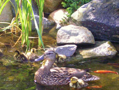 Ducks in a Pond | Water Garden Installation in Avon, MA